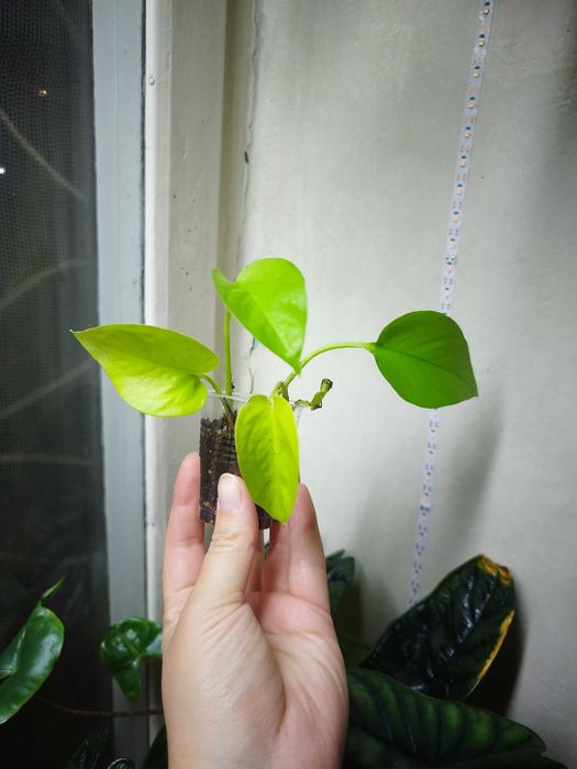 Комнатные растерия