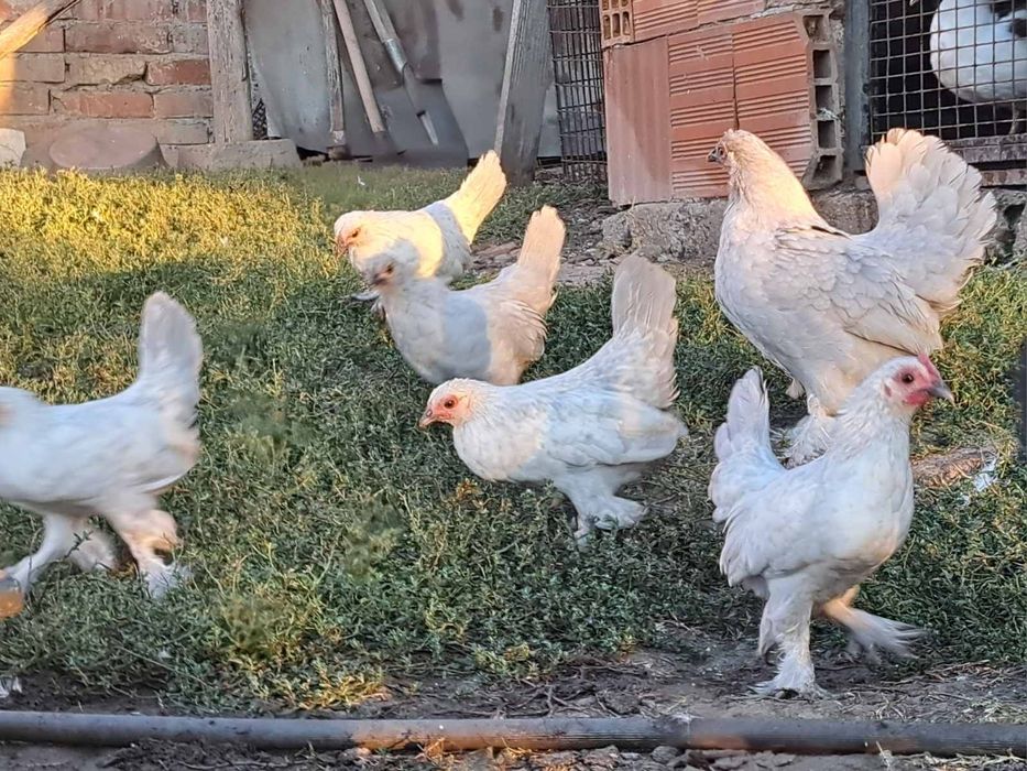 Продавам Холандски гащати ярчета