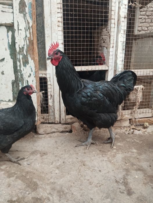 Кора Шахзода индюк чикоргон