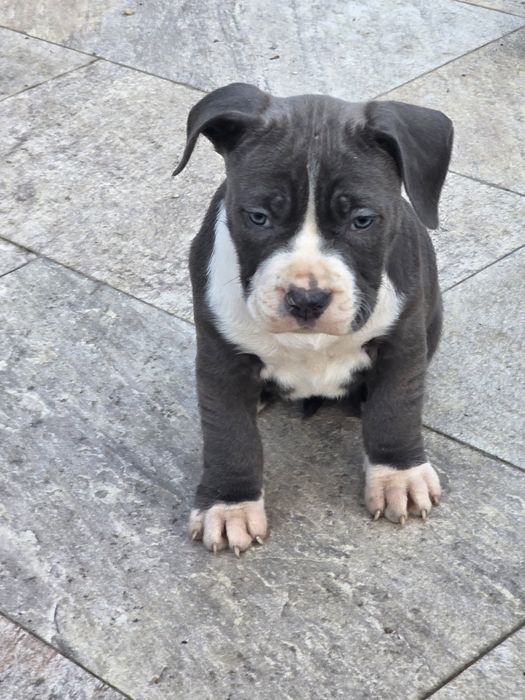 American Staffordshire Terrier cu pedigree fci