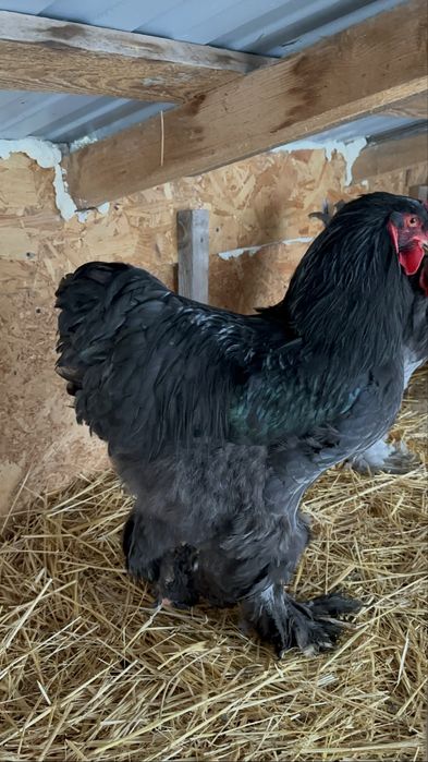 Cocosi brahma bobat si negru