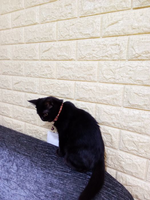 Отдам даром в добрые руки