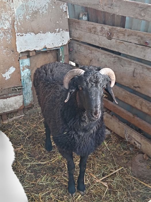 Сотилади сохлом!