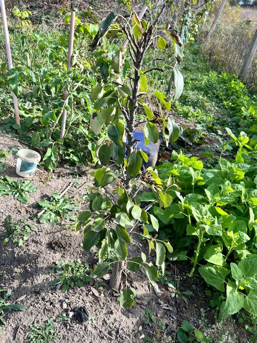 Pomi fructiferi columnari