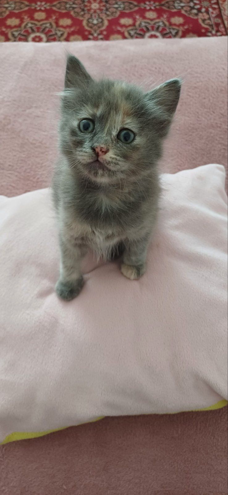 Подарявам котета