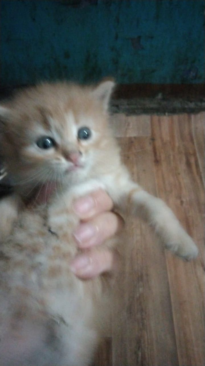 Котята ищят дом помогите