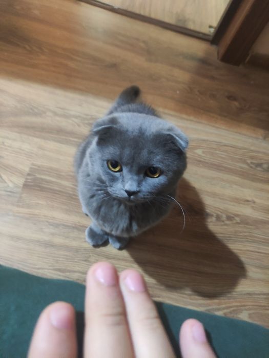 Кот породы скоттиш фолд