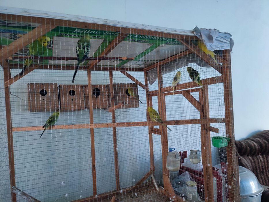 Попугай лап сотилади,ва кафасихам комплект