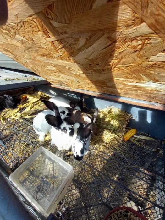 Iepuri Fluture Gigant