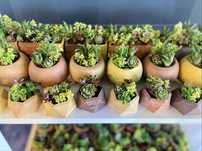 Marturii/ marturie plante suculente naturale -nunta, botez, eveniment