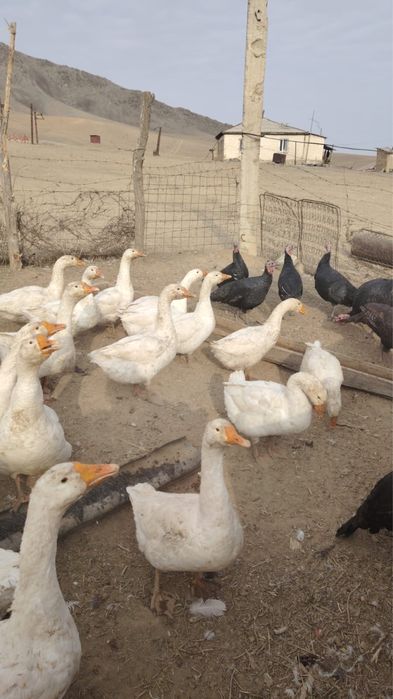 Қаздар сатылады