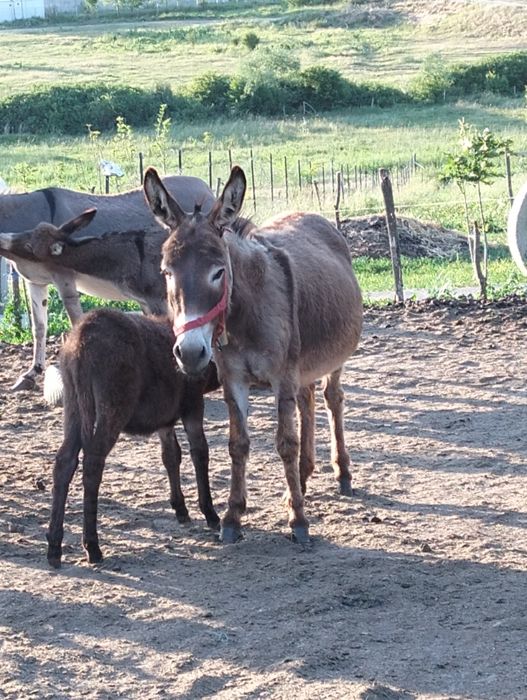 Vând măgărițe fătate recent