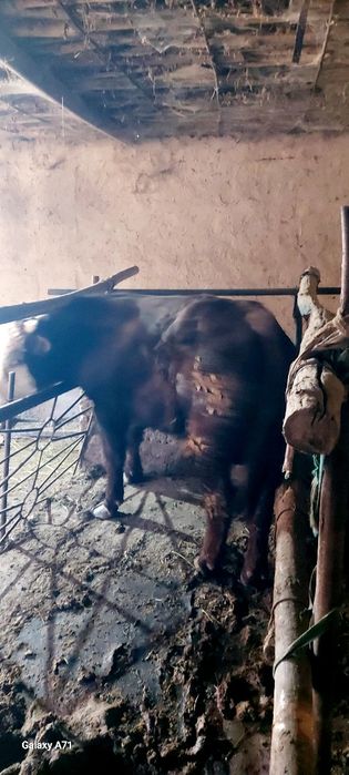 Ассалаумагалеикум