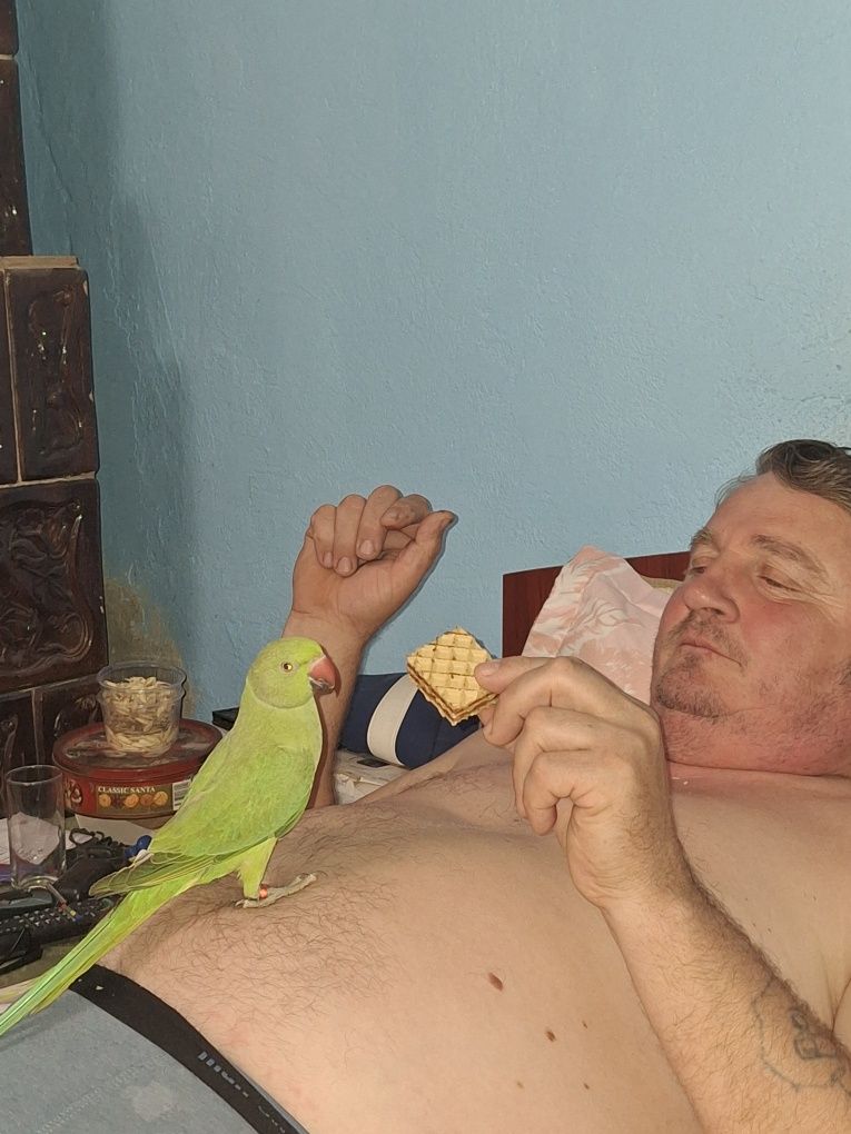 Pereche papagali micul Alexandru  cu test ADN