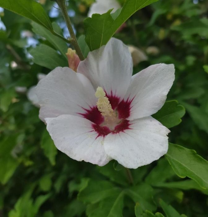 Продам саженцы гибискуса