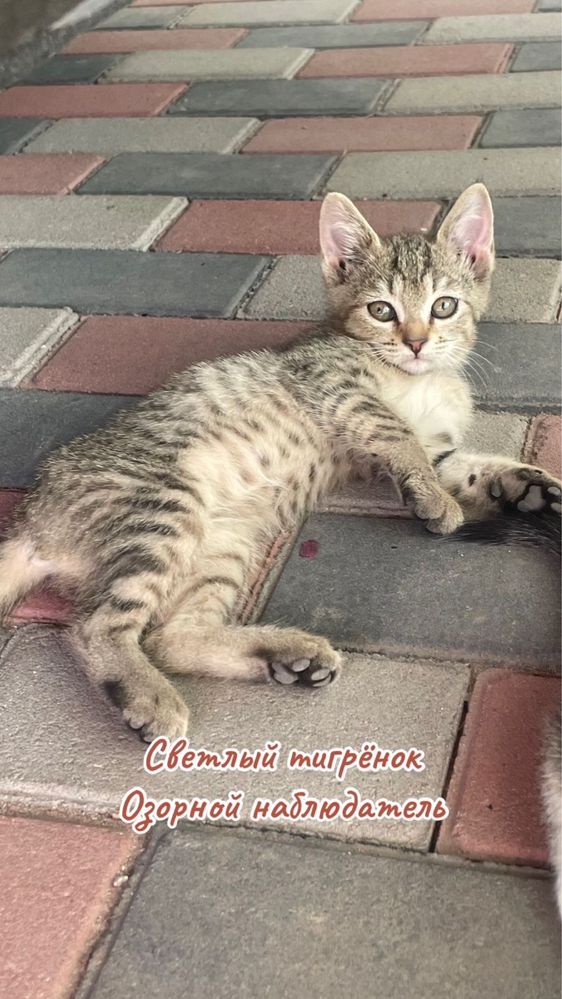 Котята ищут любящую семью