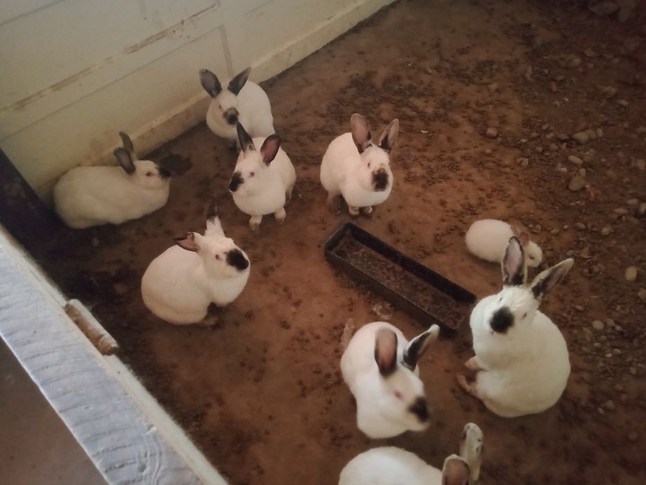 кролики 11 штук кролики