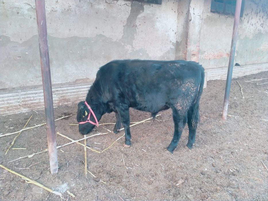 Бычок сатылады 1 жасар