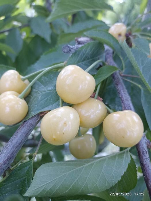 Gilos гилос  kuchatlari 13 xil sortimiz bor