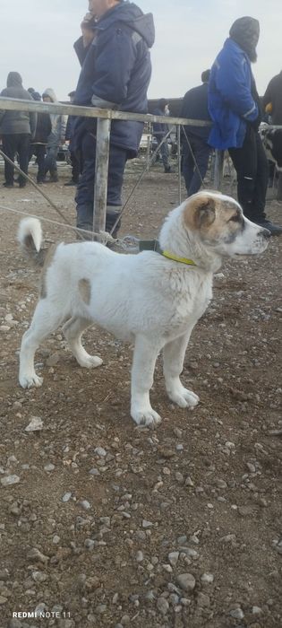 Продажа САО (алабаи)