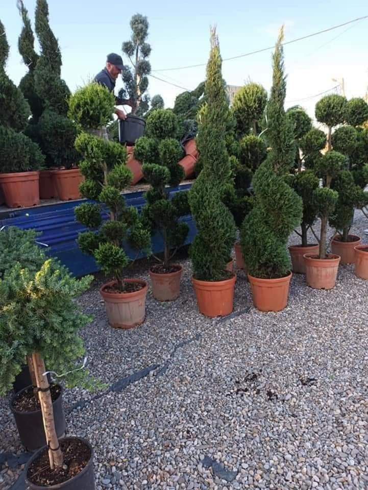 Plante ornamentale la preț de producător