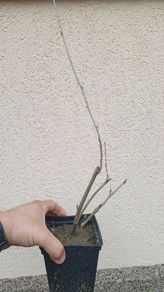 Vand Glicina mov