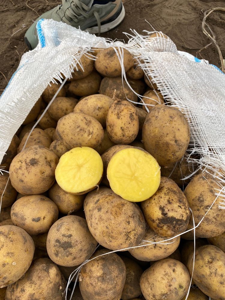 Продам картофель отправка в любой регион сорт Гала