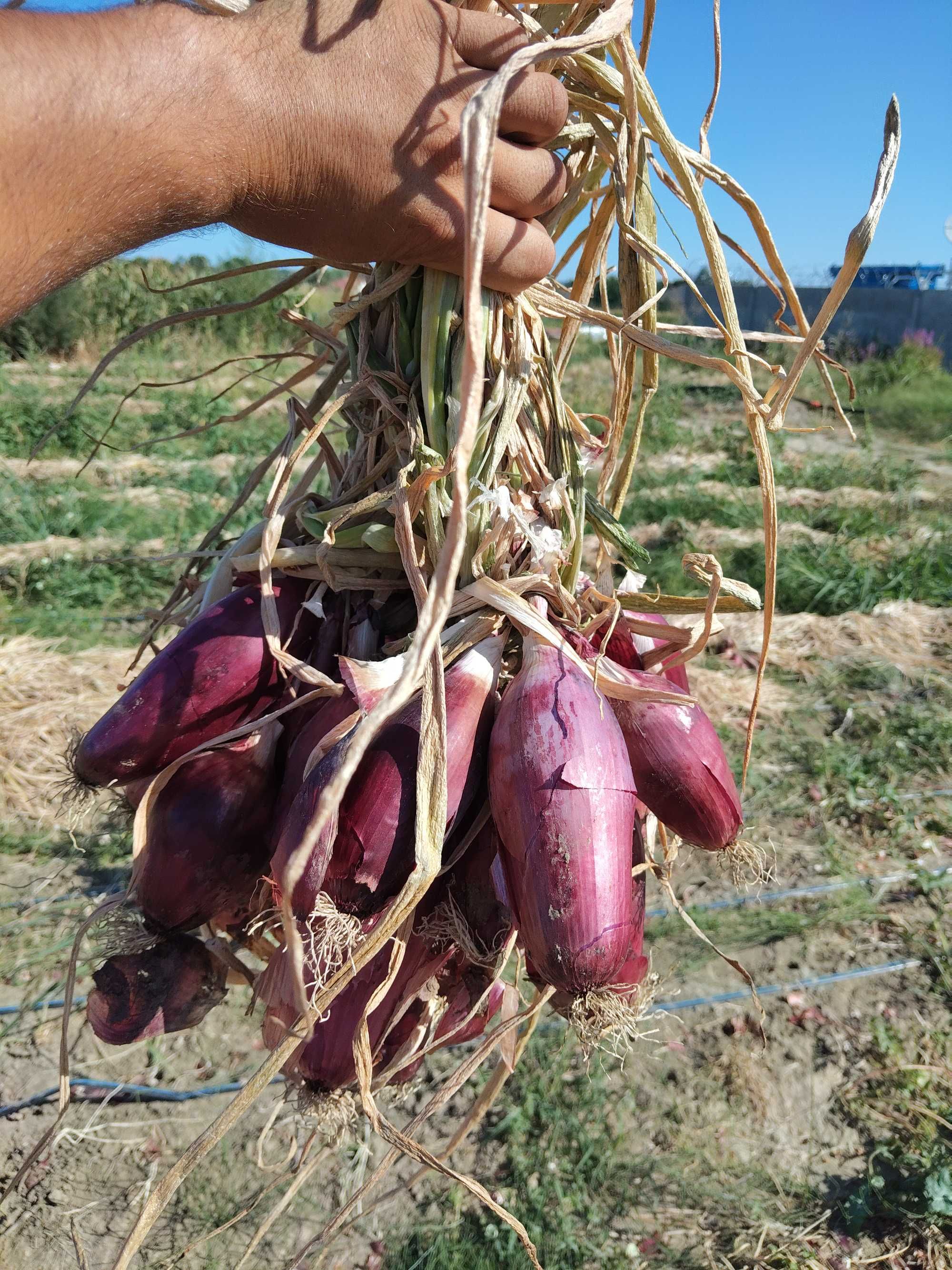 Producător vând ceapă roșie de apa