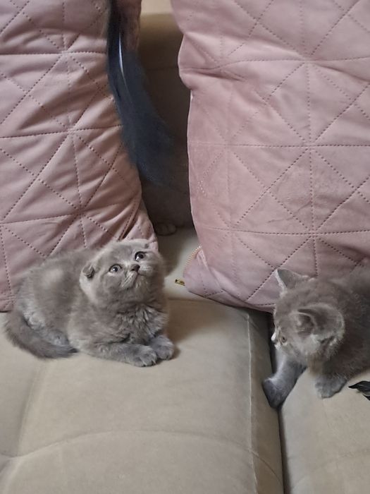Шотладски клепоухи котета