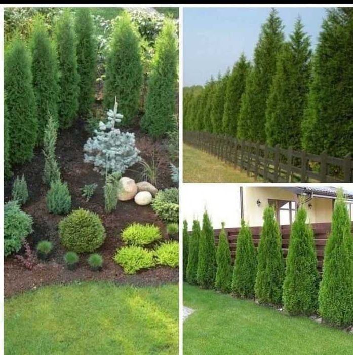 Plante ornamentale pt toate buzunarele