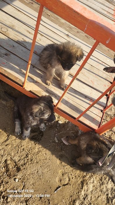 Тегін күшіктер беріледі