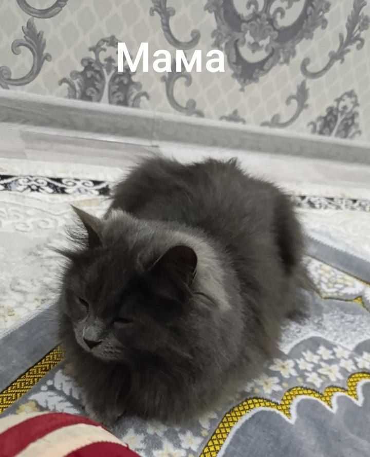 Продаются чистокровные котята