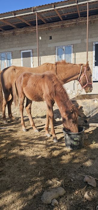 Ona bola ot  bolasi erkak toychasi juda sifatli