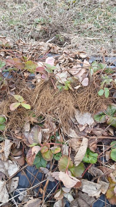 Качествен разсад ягоди български