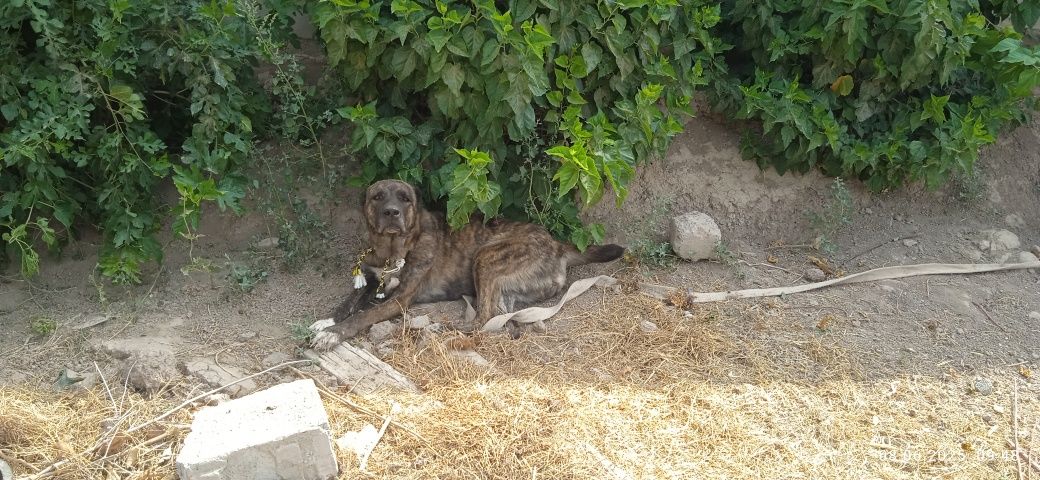 Кучук бор Киз кучук Кимга керак булса