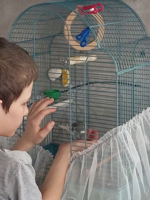 Продам волнистого попугайчика. Птенец.