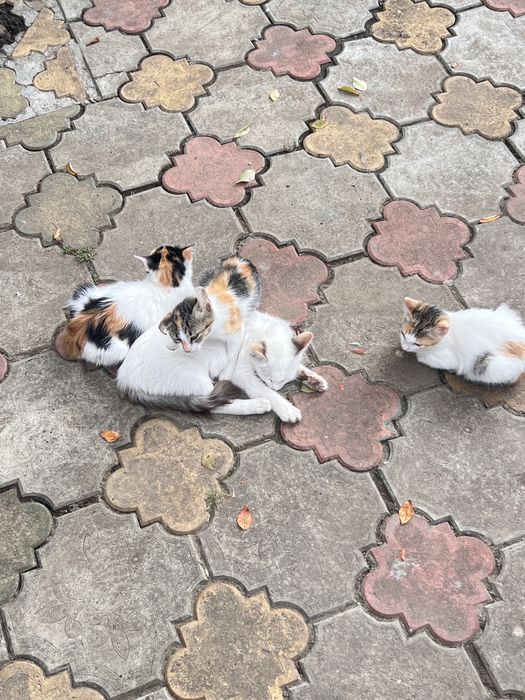 Adoptie pui pisica
