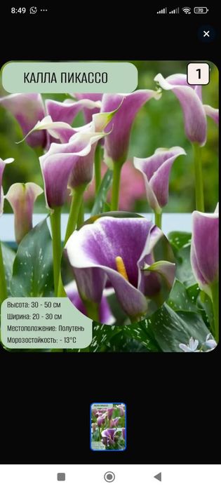 Каллы сортовые продам