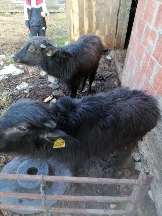 Vând doi viței  mai multe detalii la telefon