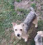 Dau spre adoptie catelusa de 1 an