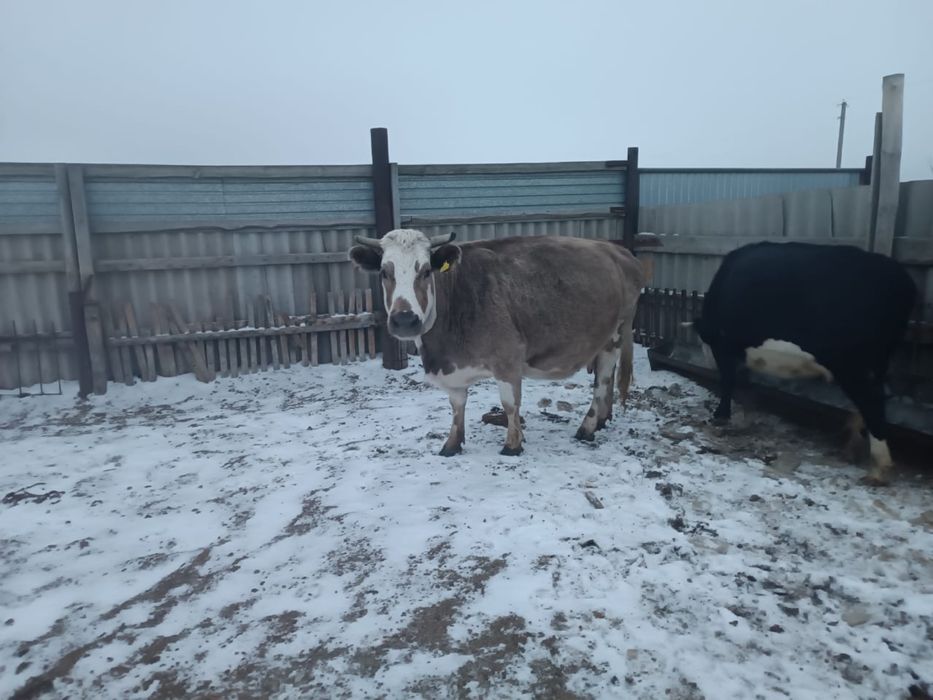 Продам дойную стельную корову