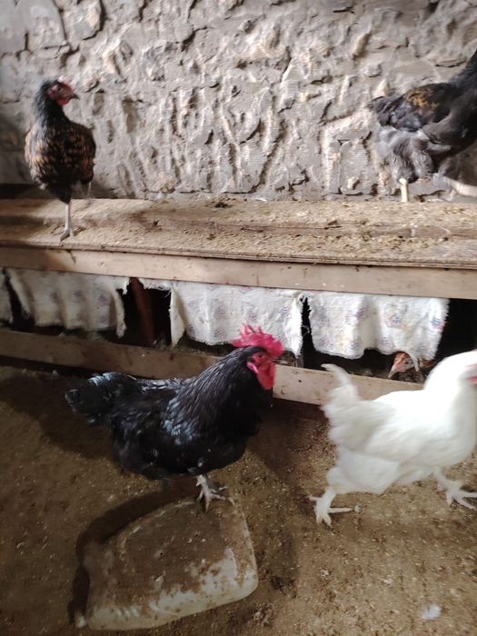 Продаются черные курицы