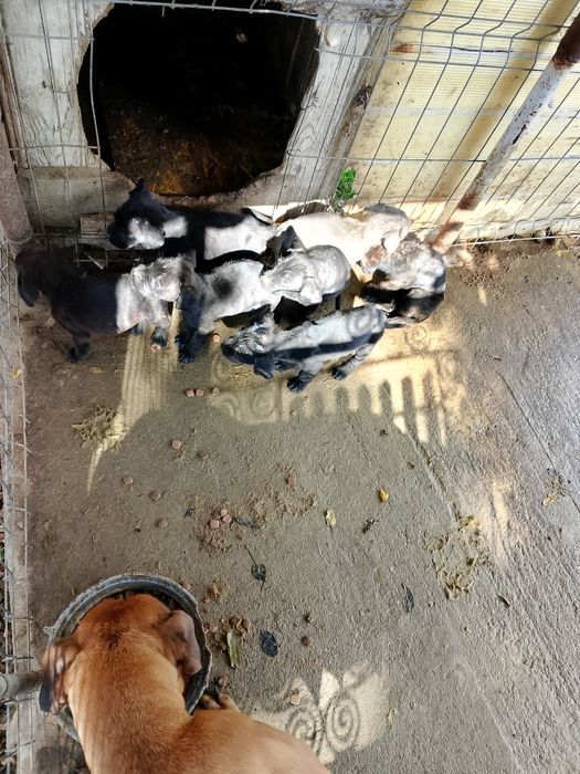 Pui de cățeluși presa Canario