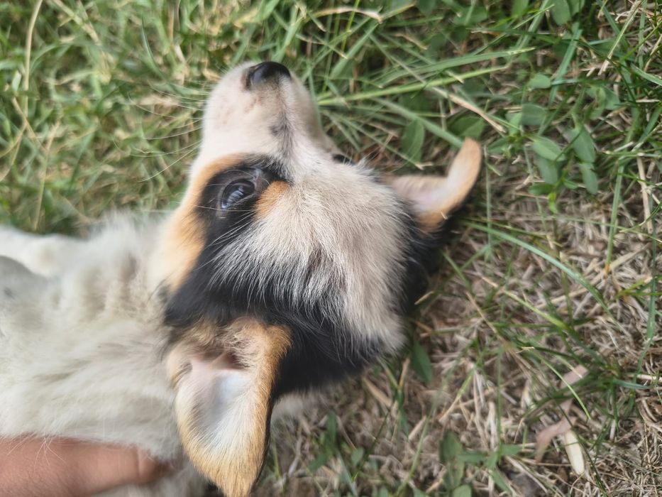 Cățeluși pufoși și frumoși care caută stăpâni