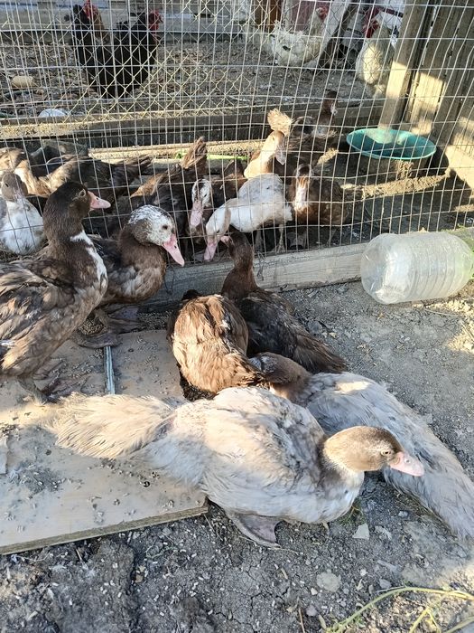 Индаутка,тауықтар сатылады