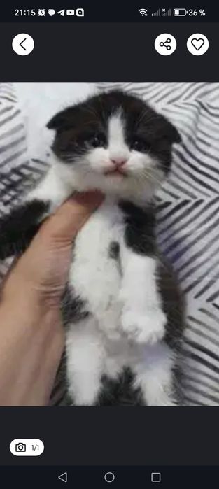 Скоттиш Фолд продаётся