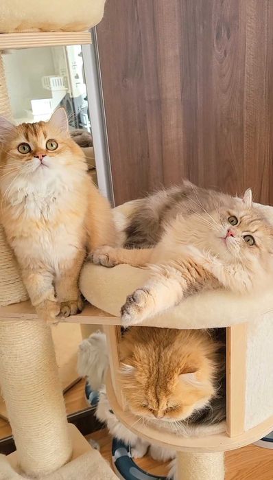 British longhair fetita exemplar cu pedigree