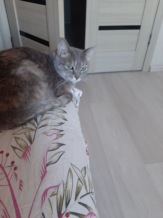 Отдам кошку в хорошие руки