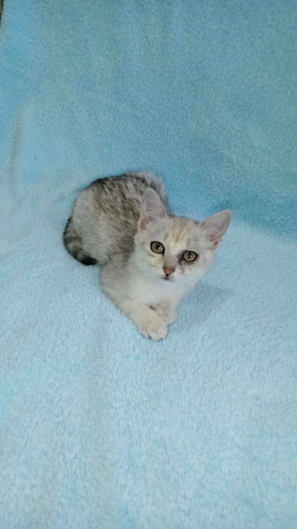 Котенок девочка 3 месяца