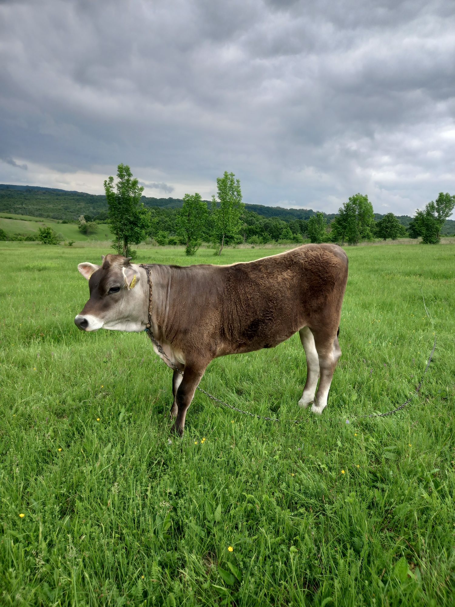 Vaca și vitea sugara